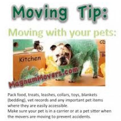 Magnum Movers