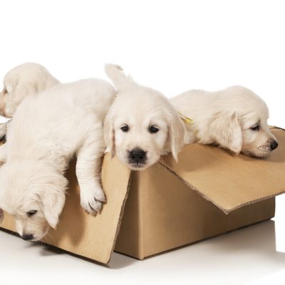 West Hollywood Movers