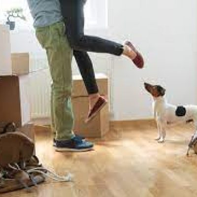 Busy Beez Movers