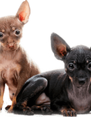 Air Animal Pet Movers