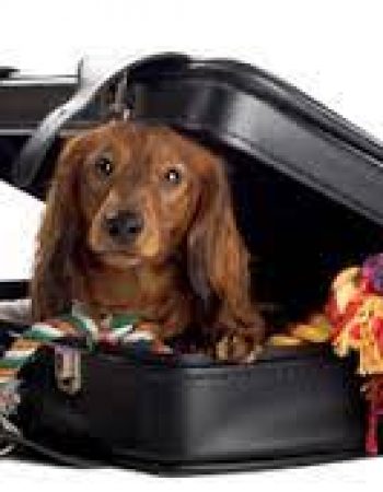 Air Animal Pet Movers
