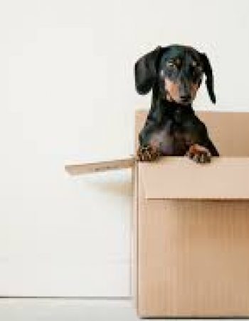 All Mighty Moving LLC