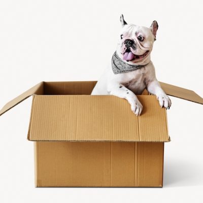 Kingston Movers