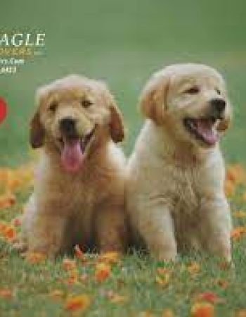 Eagle movers Inc