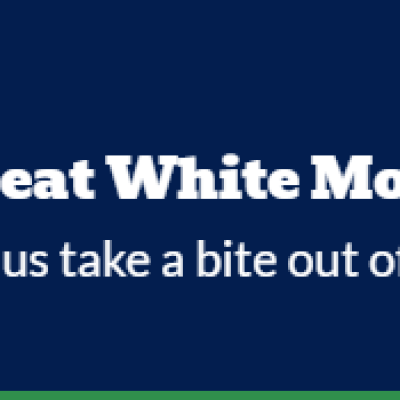 Great White Movers