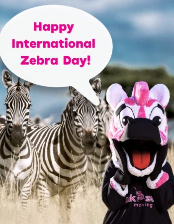 Pink Zebra Moving