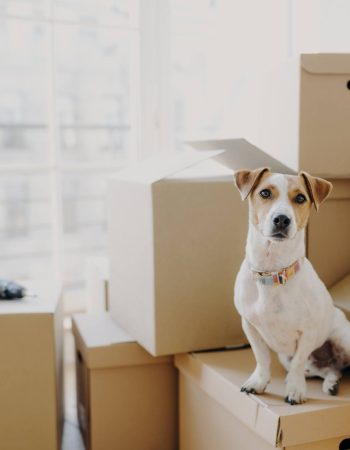 Pryme Local Moving